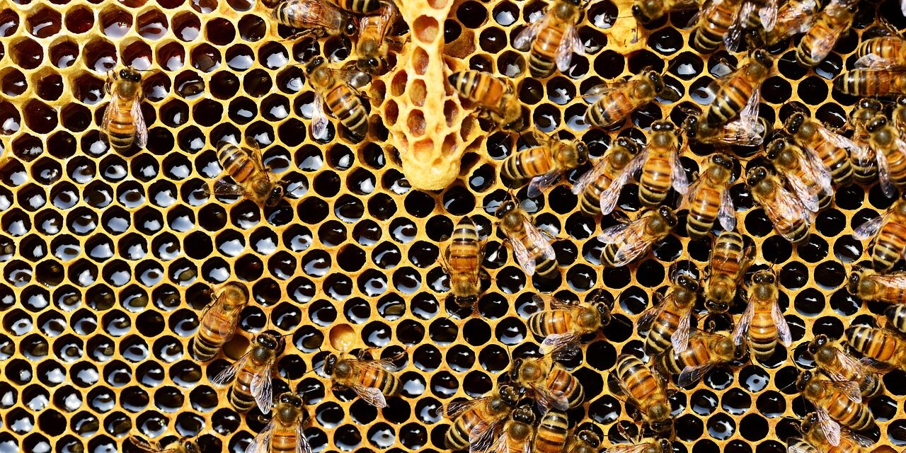 https://blog.workinpharma.fr/wp-content/uploads/2023/09/honey-bees-337695_1280-1280x640.jpg
