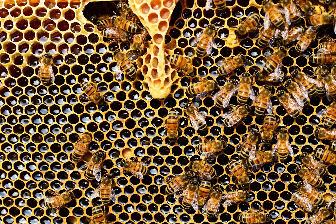 https://blog.workinpharma.fr/wp-content/uploads/2023/09/honey-bees-337695_1280.jpg